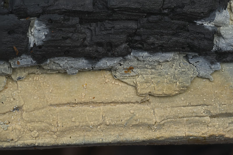 Gloeocystidiellum porosum